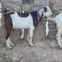 پنچ عدد بز نر درجه یک برا فروش