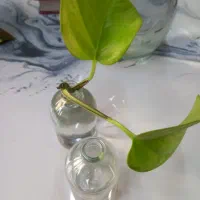 تنگ ماهی و‌ گلدان