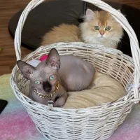 نیازمند جفت نر