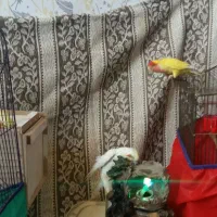 عروس هلندی