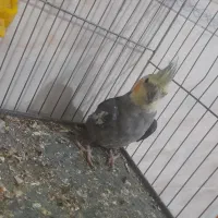عروس هلندی نر