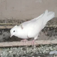 کبوتر|پرنده|اراک, |دیوار