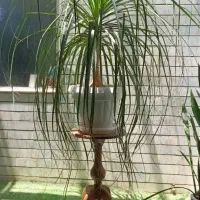 گل لیندا بزرگ مخصوص سخت پسندان