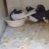 جوجه کفتر پرشی