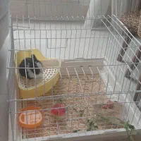 بچه خرگوش باهوش ب همراه،قفس،ظرف ادرار،و غذا