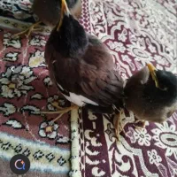 دوتا جوجه مرغ مینا