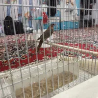 فروش پرنده