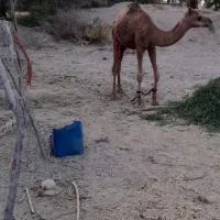 شتر نر