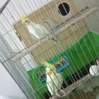 عروس هلندی مولد