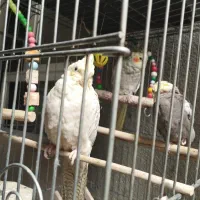 پرنده|پرنده|پیرانشهر, |دیوار