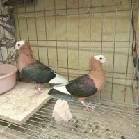 کبوتر زینتی ارشینگل بولهد