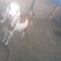 نسل دار