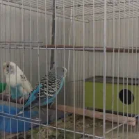 فروش مرغ عشق