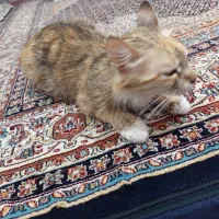 واگذاری  گربه پرشین  بازیگوش