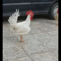 خروس فروشی