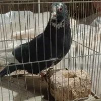 ماده سیاه پلنگ