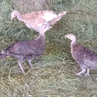 بوقلمون 3 ماهه