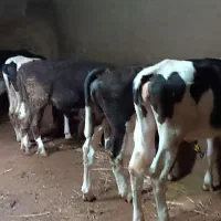 دوازده عدد گوساله ماده نژاددار سمینتال وهلندی