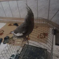 جوجه عروس هلندی