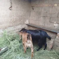 فروش