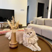 گربه بریتیش