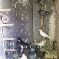کفتر پرشی بوم
