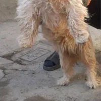 پاکوتاه|سگ|تبریز, |دیوار