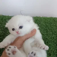 بچه گربه اسکاتیش سیلور
