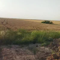 جو اماده درو