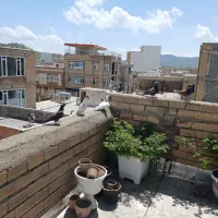 کبوتر|پرنده|بانه, |دیوار