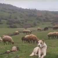فروش گوسفند ماده