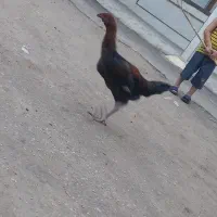 خروس لاری ۲ عدد به فروش میرسد
