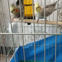 عروس هلندی مولد