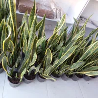 سانسوریا ابلغ کف قیمت