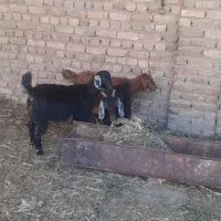 بزقاله