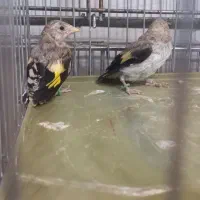 جوجه قناری وجوجه سهره