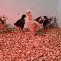جوجه ۱۵روزه جهادی