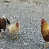 سه عدد خروس فروش فوری