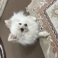 سگ پامر فروشی