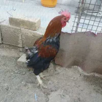 سلام ۲عدد خروس سروحال کردی