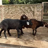 گوسفند