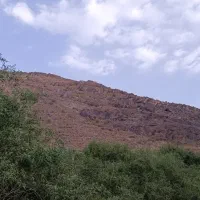 365قصب تیپ الف هفت باغ