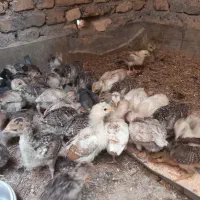 جوجه بوقلمون و تخم بوقلمون
