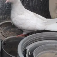 کبوتر  پرشی ‌