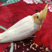 عروس هلندی