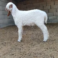 بره مری ماده