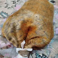 خیگ|صنایع دستی و سایر لوازم تزئینی|ایذه, |دیوار