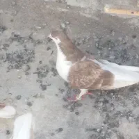 نرو ماده چپ
