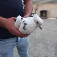 کفتر|پرنده|کهریزک, |دیوار