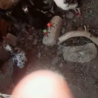 کفتر آلمانی ذات بتن